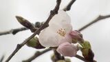 名古屋でも｢桜が開花｣　4月上旬に見ごろを迎える見込み　平年より4日遅く去年より11日遅い開花　　|　名古屋・愛知・岐阜・三重のニュース【CBC news】 | CBC web