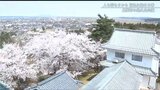 満開のソメイヨシノの下でサルのほっぺも“桜色”?!　悠久山公園の桜　新潟県長岡市|TBS NEWS DIG
