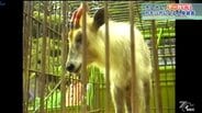 人を襲うのはクマだけではなかった!? 天然記念物のあの動物に異例の捕獲許可 1981年のニュースを振り返る 【ホレホレアーカイブ】 | IBC NEWS | IBC岩手放送