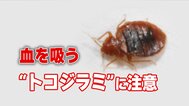 脅威の繁殖力を誇る「トコジラミ」　あまりのかゆさで精神的ダメージも…虫ケア用品メーカーが語る生態と対策|TBS NEWS DIG