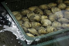 日本産水産物の対中輸出再開、両政府が必要な要件で合意－林官房長官| TBS CROSS DIG with Bloomberg