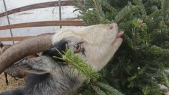 クリスマス後のツリーをヤギが爆食い！地球に優しい処分法| TBS CROSS DIG with Bloomberg