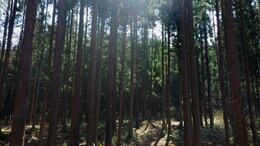 サケやお茶、伝統の祭まで…「伝統文化そのものが継承できなくなる」“約85%の森林”の城下町が直面する課題【森を守ること・第1話】　|　新潟のニュース・天気｜BSN NEWS｜BSN新潟放送