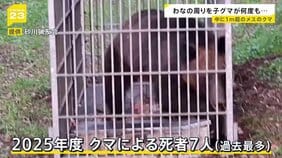ワナにかかったメスのクマ その周りを子グマが何度も… 相次ぐ市街地でのクマ出没 秋田で4人襲われけが【news23】|TBS NEWS DIG