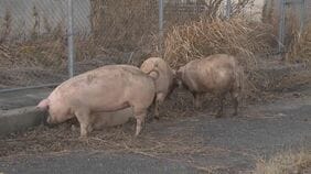 ｢ブタが道路にいる｣ 国道に少なくとも14頭が逃げ出す 一時通行止め  一般道に逃げたブタも… 愛知･西尾市の国道23号|TBS NEWS DIG