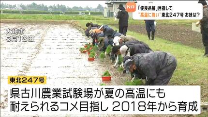 高温に強い新品種米「東北247号」食味 ひとめぼれに遜色ない味 宮城