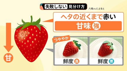 王者vs新品種「日本一おいしいイチゴ」は… 失敗しないおいしいイチゴの