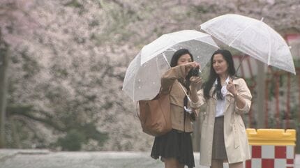 桜流し”の雨でピンク色の絨毯広がる あいにくの空模様も観光客が散り