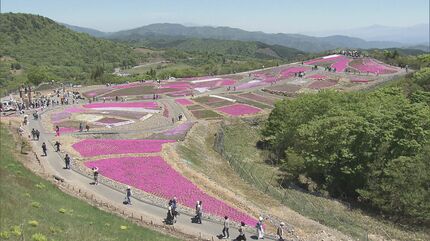 青空とピンクが映える…｣ 茶臼山高原の｢芝桜まつり｣ 約40万株が見頃に 6