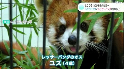 高知へようこそ！のいち動物公園へ ハシビロコウとレッサーパンダが