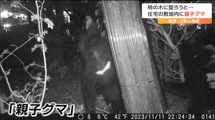 カメラがとらえた住宅敷地の「親子グマ」枝に付いた実を食べさせる姿が