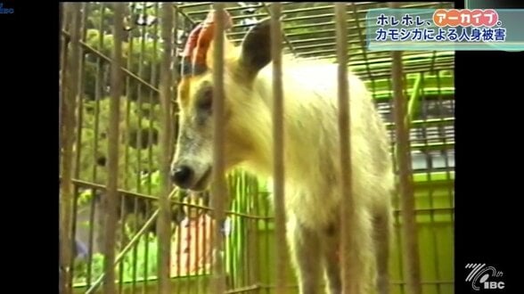 人を襲うのはクマだけではなかった！？　天然記念物のあの動物に異例の捕獲許可　1981年のニュースを振り返る　【ホレホレアーカイブ】　|　IBC NEWS | IBC岩手放送