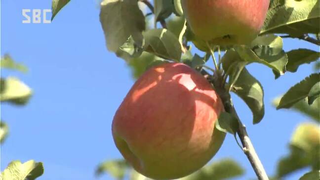 「1年大事に育ててきたので、赤く色付くと感慨深い」中信地区で「シナノスイート」の収穫始まる 来週10日頃に最盛期に|TBS NEWS DIG
