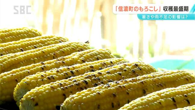 「甘くておいしい」旬のトウモロコシを求めて「もろこし街道」は大にぎわい 一方で、農家は少雨や猛暑の影響を心配 長野・信濃町|TBS NEWS DIG