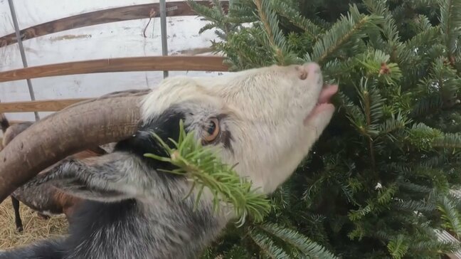 クリスマス後のツリーをヤギが爆食い！地球に優しい処分法|TBS NEWS DIG