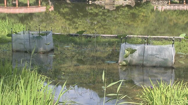 豪雨で被災の国宝「白水阿弥陀堂」庭園修復、10か月ぶり利用再開　福島・いわき市|TBS NEWS DIG