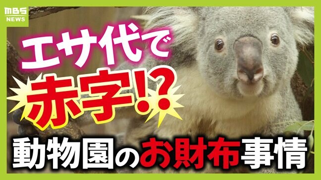 コアラのエサ代は年間1,000万円！？でも入園料収入は費用の６割...公営動物園の『お財布事情』「推し」動物への寄付にグッズを展開する園も|TBS NEWS DIG
