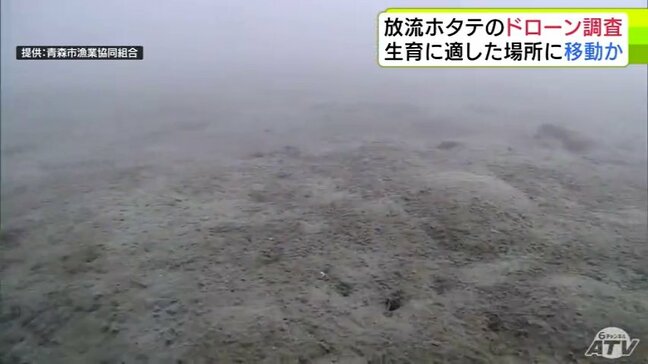 ホタテは生育に適した場所に移動か… 青森県の陸奥湾内で放流のホタテの生育状況などを把握するために水中ドローン活用の調査実施も ホタテ確認されず 一方で「死んだ貝」も見つからず|TBS NEWS DIG