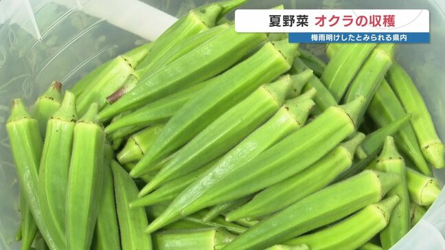 ねばねばで美味しい 夏野菜オクラの収穫始まる 熊本県菊陽町|TBS NEWS DIG