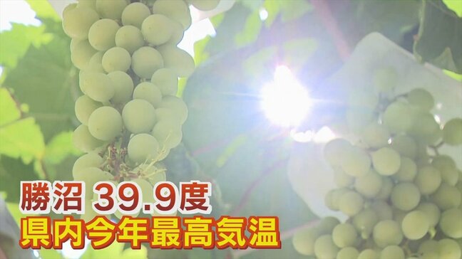 「溶けそうなくらい暑い」勝沼で39.9度と酷暑日に迫る危険な暑さ 県内各地で今年一番の暑さ 熱中症で12人が搬送 山梨|TBS NEWS DIG