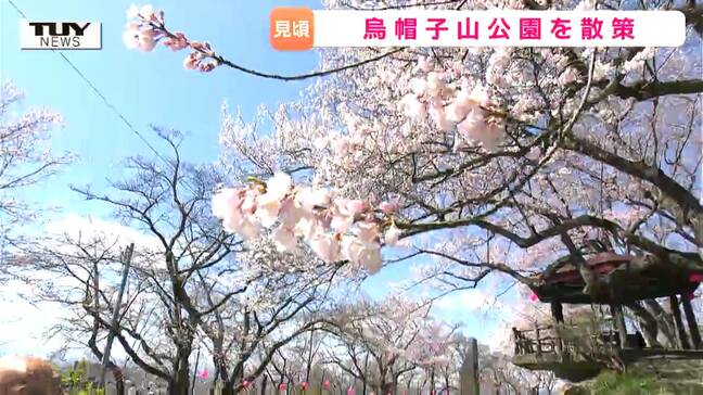 見上げれば桜、見下ろせば桜 桜の名所・烏帽子山公園 今の公園の魅力とは? 楽しめる桜は約25種類!(山形・南陽市)|TBS NEWS DIG