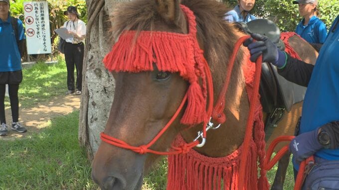 小さな在来馬「ヨナグニウマ」が首里城を散歩　中国の使節を案内した琉球王国時代の様子を再現|TBS NEWS DIG