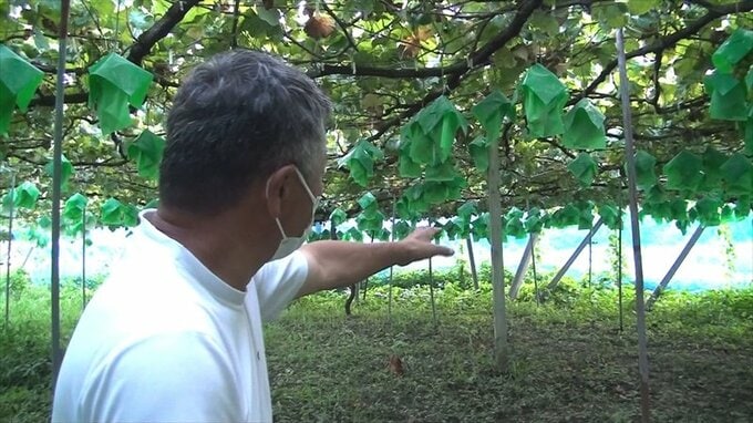 「本当に気づきにくい」高級ブドウ・シャインマスカット盗難　被害の畑に残る共通点　|　山梨のニュース | ＵＴＹテレビ山梨