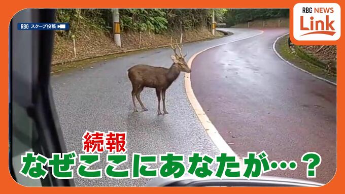 沖縄本島にいるはずのない「シカ」なぜ目撃　過去に近隣で飼育した団体は「去年11月に全頭死亡」謎深まる|TBS NEWS DIG