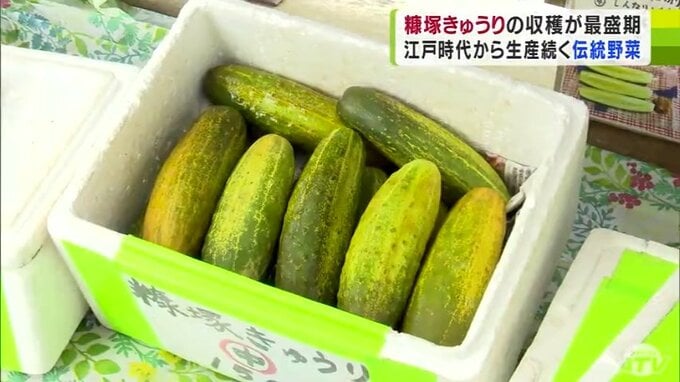 「続けることは大変でも…」夏の伝統野菜『糠塚きゅうり』の収穫が最盛期「皆さんに喜んでもらえるのが一番」　|　青森のニュース│ATV NEWS│青森テレビ