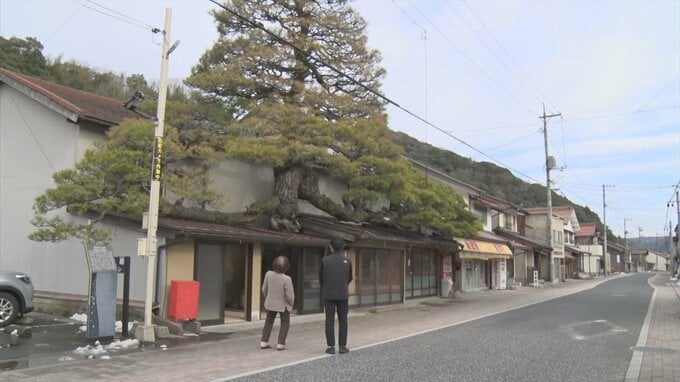 民家の屋根に生える謎の「松の巨木」は町のシンボル　しかし所有者は高齢で維持管理が困難に|TBS NEWS DIG