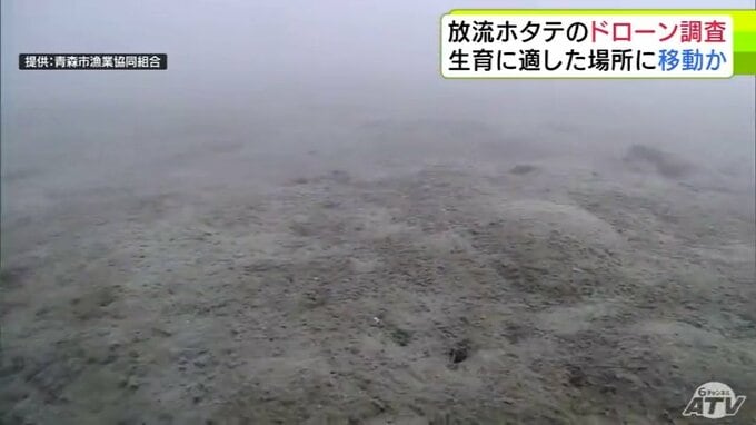 ホタテは生育に適した場所に移動か…　青森県の陸奥湾内で放流のホタテの生育状況などを把握するために水中ドローン活用の調査実施も　ホタテ確認されず　一方で「死んだ貝」も見つからず|TBS NEWS DIG