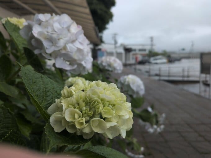 【速報】四国地方が梅雨入り　平年より3日早く、去年より16日遅い（高松地方気象台発表）　|　高知のニュース・天気｜KUTV NEWS | KUTVテレビ高知