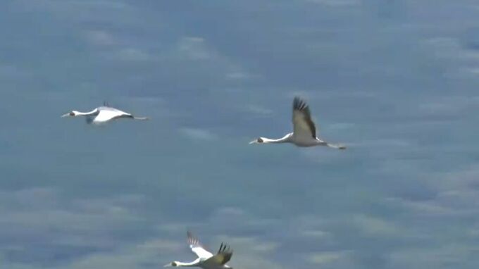 出水市で野鳥の死がいから高病原性鳥インフル　鹿児島で今季初めて|TBS NEWS DIG