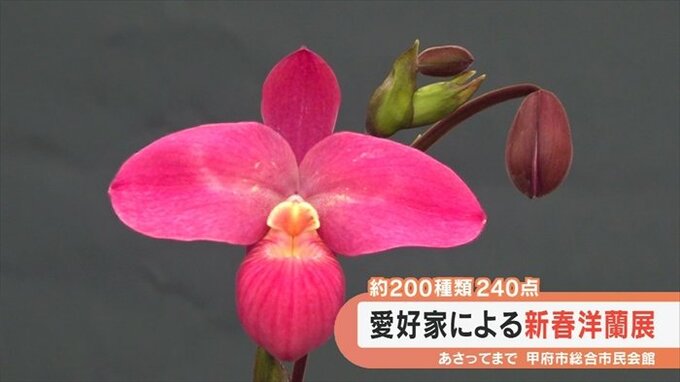 240点の洋蘭が魅せる　栽培に苦労も　愛好家による新春洋蘭展　|　山梨のニュース | ＵＴＹテレビ山梨