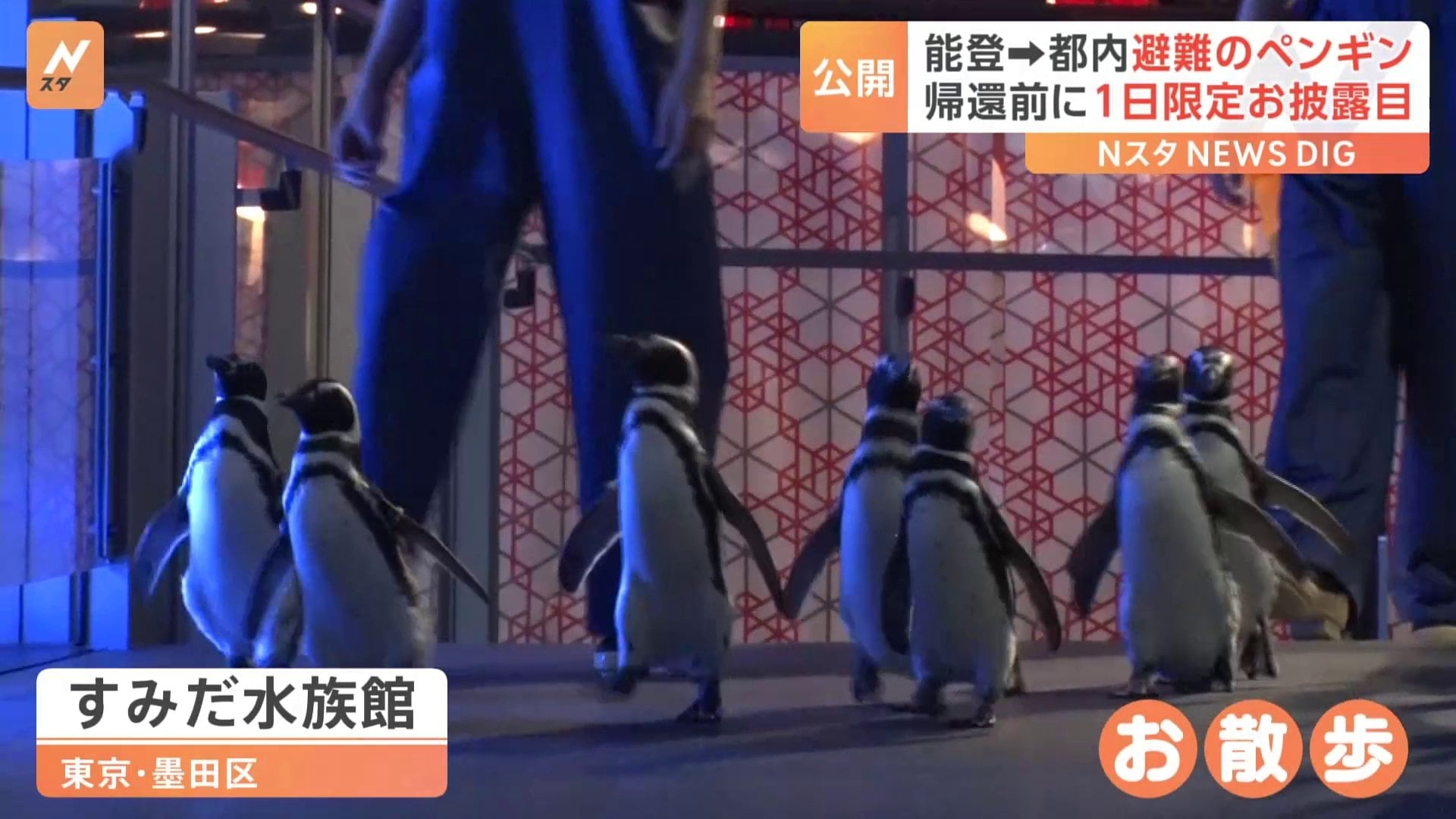 可愛すぎるお散歩 能登から避難中のペンギンがすみだ水族館で1日限りの