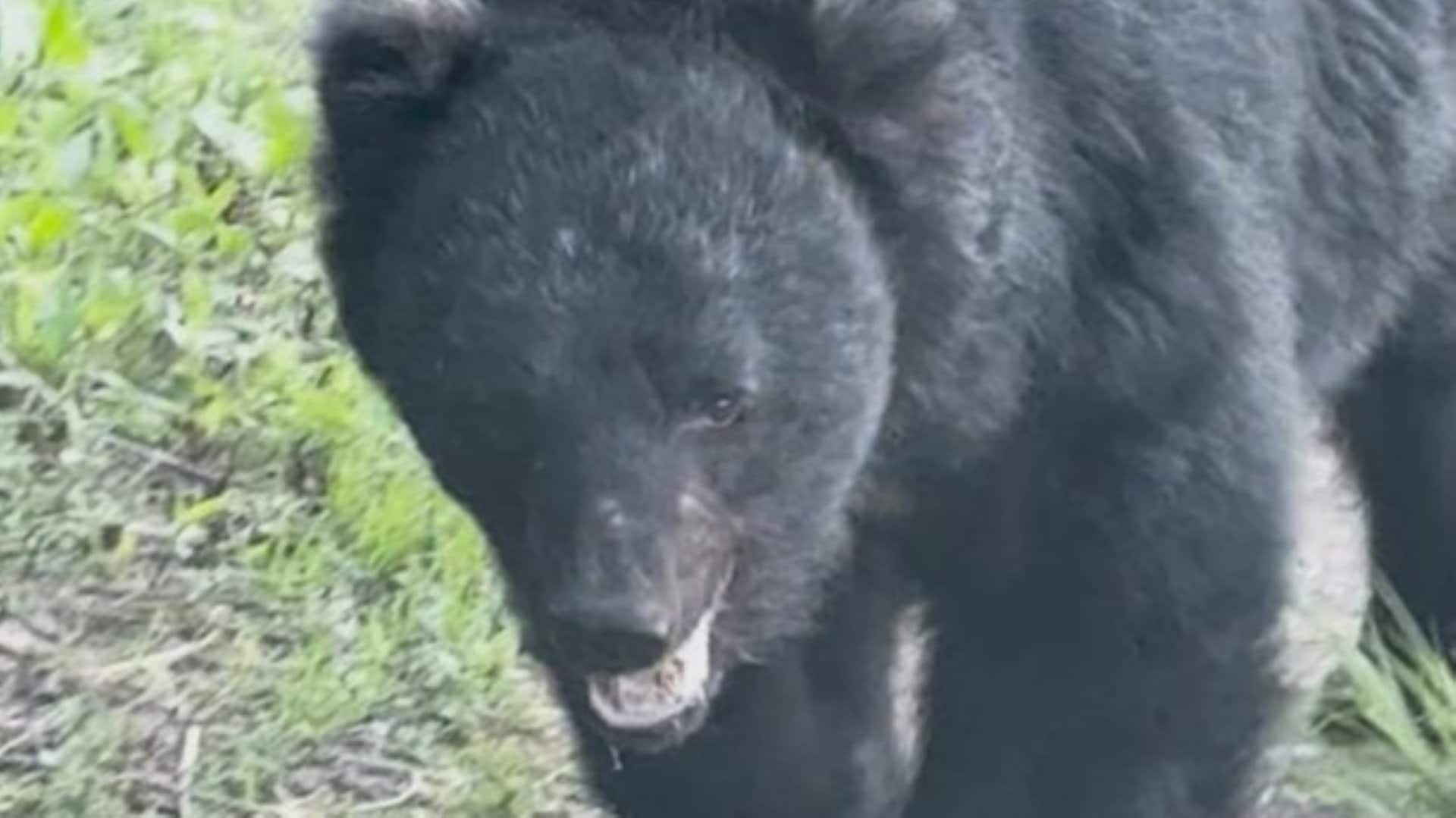 貫禄があって…」クマとの遭遇に「命の危険を感じるような大きさだった