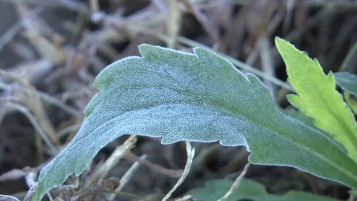 東海3県は今季一番の冷え込み　岐阜市で初霜と初氷を観測　上空に冷たい空気が入り放射冷却が強まる