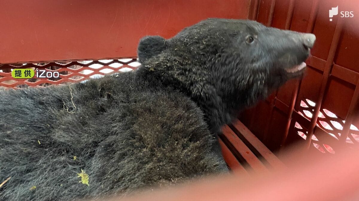 伊豆半島でツキノワグマを確認 体長1.2メートルほどのオス シカ用の