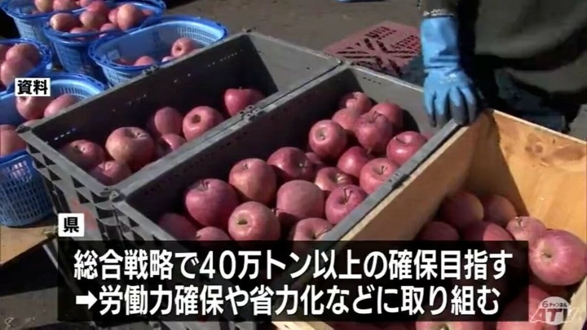 過去2番目の少なさに 2025年に青森県内で収穫されたリンゴは35万1400