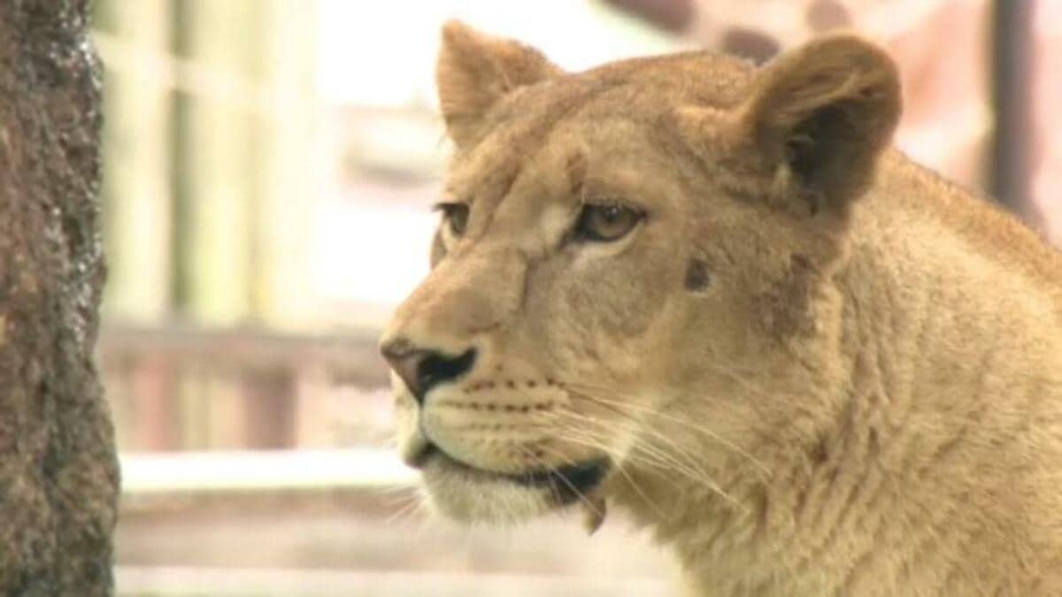 メスなのに…オスと間違われたライオン 元の動物園に帰還 | TBS NEWS DIG