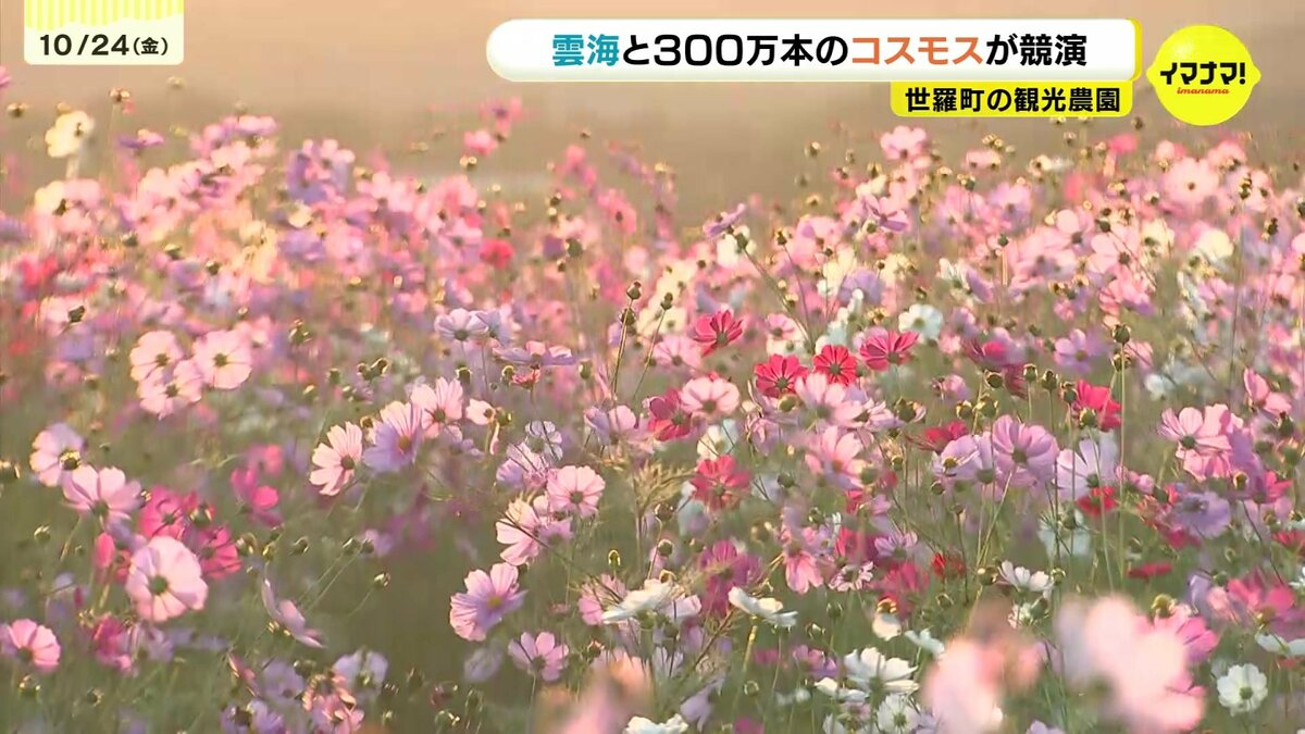 見たことない景色」雲海と300万本のコスモスの“共演”が秋の深まりを