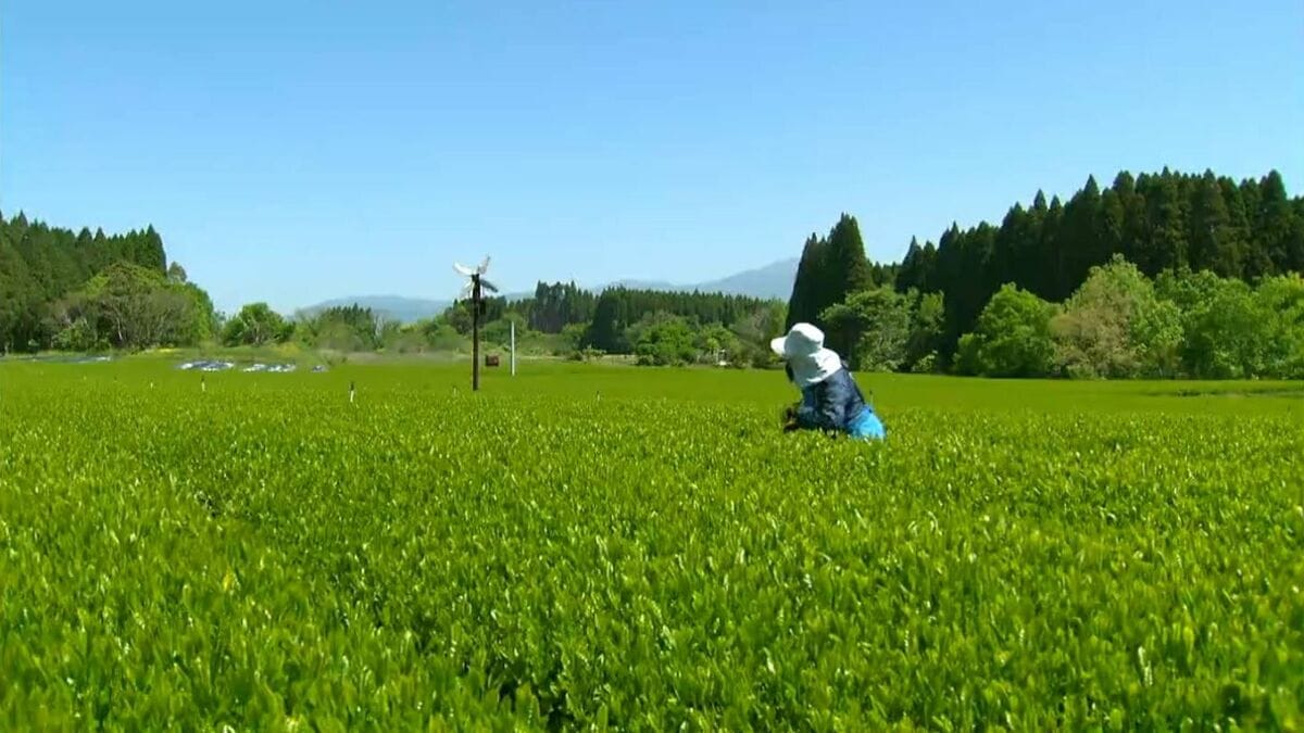 鹿児島県産1番茶　静岡県に次ぐ全国2位　生産量は増えるも1090トン及ばず