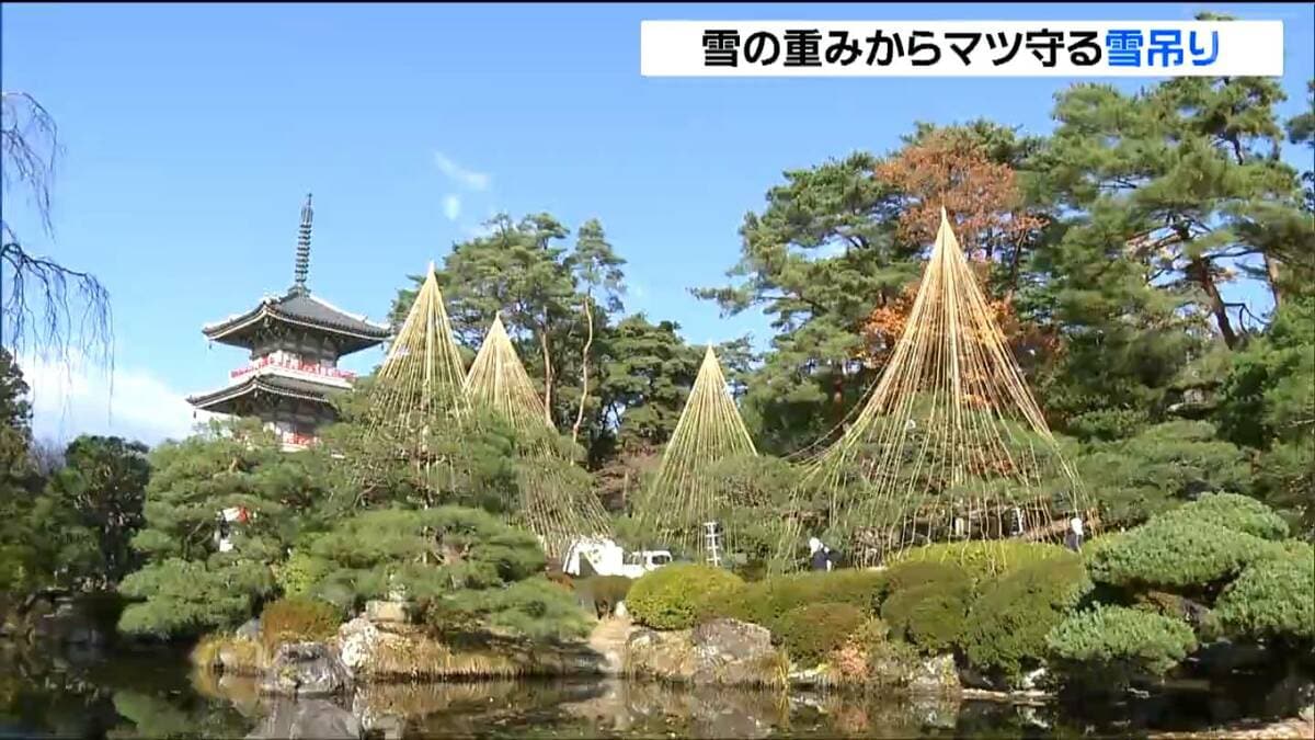 雪の重みからマツの枝を守る「昔からの伝統」雪吊り作業始まる 仙台