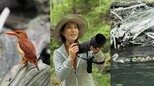【 磯野貴理子 】　白神山地で “火の鳥” アカショウビンと奇跡の遭遇　オシドリ親子の可愛らしい姿も公開|TBS NEWS DIG
