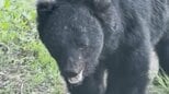 「貫禄があって…」クマとの遭遇に「命の危険を感じるような大きさだった」 農家が田んぼで捉えたのは物怖じしないツキノワグマ 睨むようにこちらへ目向け… 地域の人たちも不安を募らせる 青森県十和田市|TBS NEWS DIG