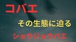 「プロポーズをしてふられたらやけ酒をあおる」ショウジョウバエの生態とは【画像閲覧注意】|TBS NEWS DIG
