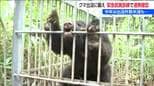 “体育館にクマ居座る”想定 「緊急銃猟」訓練 現場映像をもとに1時間で発砲判断・駆除まで確認　新潟・柏崎市　|　新潟のニュース・天気｜BSN NEWS｜BSN新潟放送