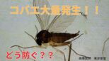 【コバエに注意】突如大量発生!「観葉植物の鉢」「カブトムシの飼育箱」にわくクロバネキノコバエをどう防ぐ?【画像閲覧注意】|TBS NEWS DIG