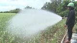 少雨傾向続く沖縄・宮古島 サトウキビの干ばつ対策でかん水作業始まる|TBS NEWS DIG