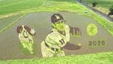 今年もデコピンと一緒 大谷翔平選手をデザインした田んぼアート、間もなく見ごろ 岩手・奥州市 | IBC NEWS | IBC岩手放送
